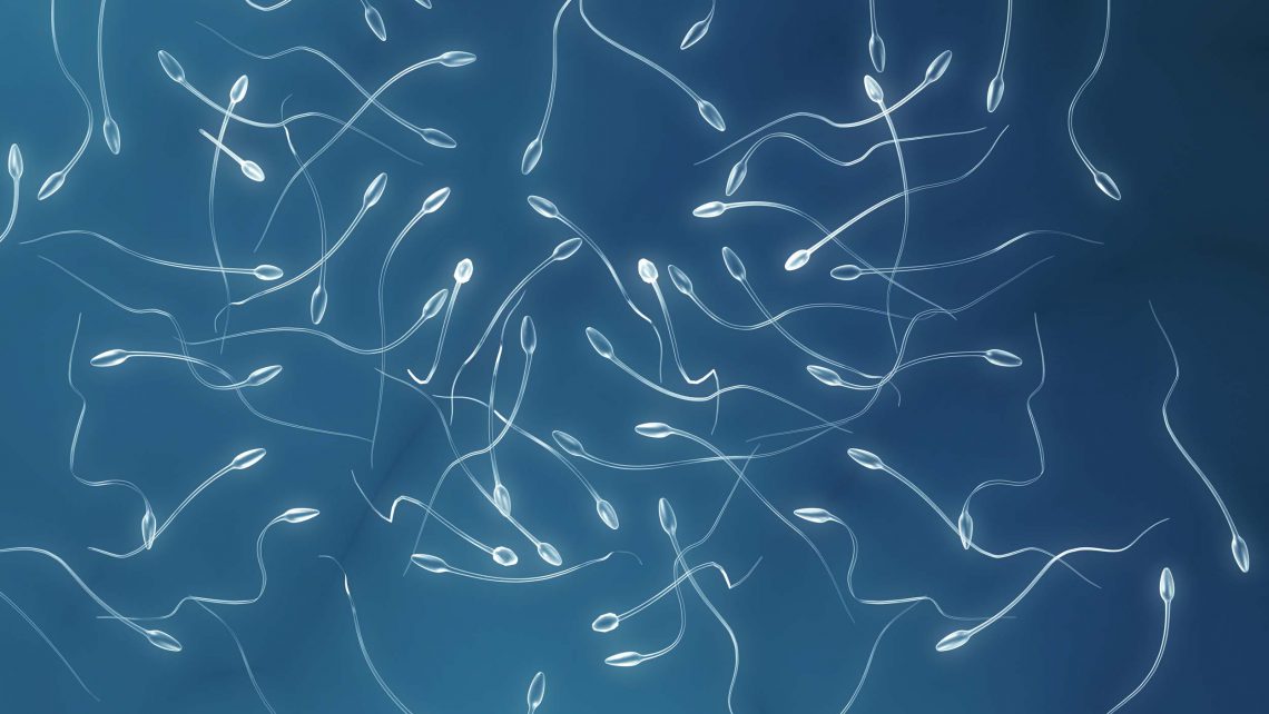 Cuánto viven los espermatozoides?