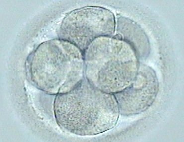Bloqueo embrionario, ¿por qué no todos mis embriones se desarrollan igual?