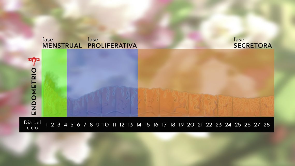 Trasferimento di embrioni in ciclo naturale