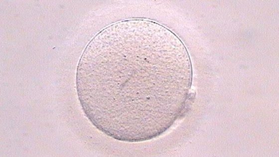 Dubbi, domande e risposte sulla vitrificazione di ovuli