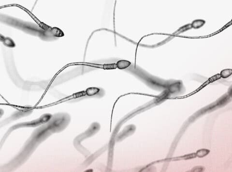 What is the spermatogenesis about?