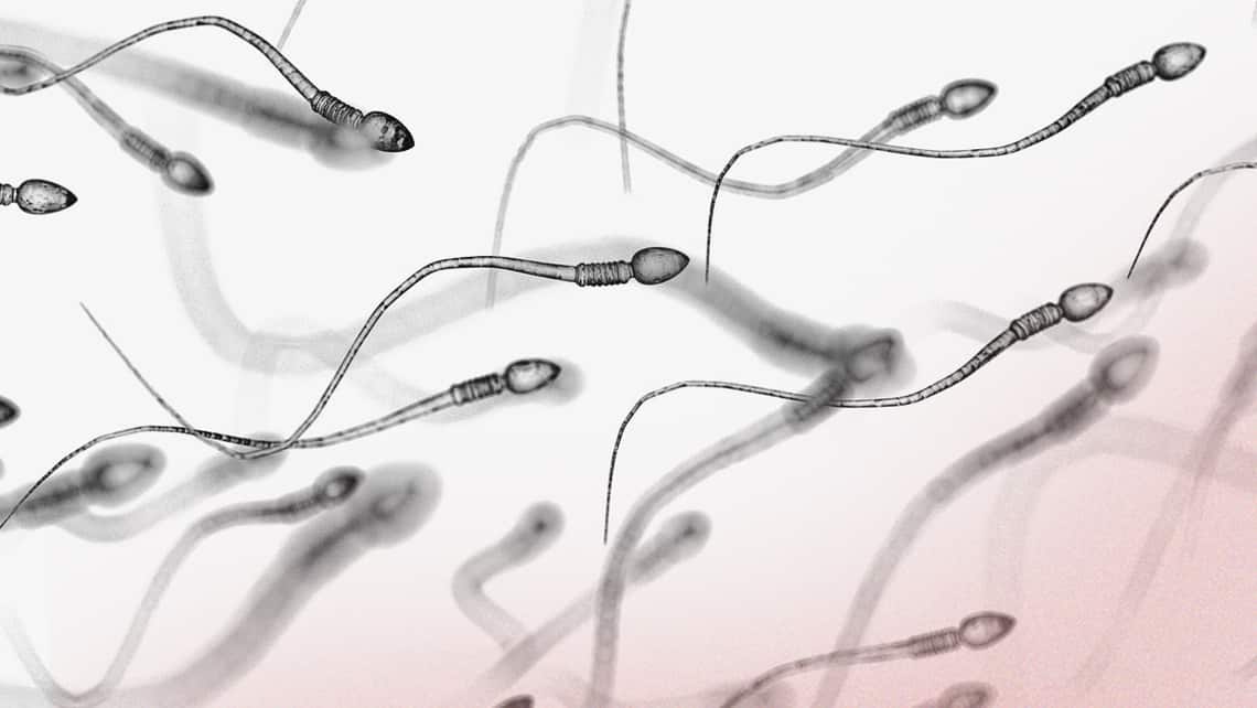 Was ist die Spermatogenese?