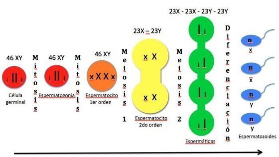 ¿Qué es la espermatogénesis?