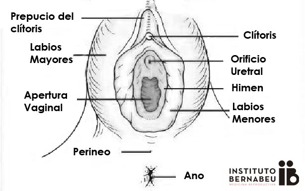 genitales externos femeninos