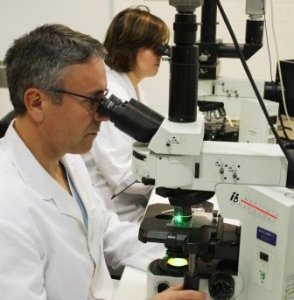 Células natural killers (NK) y la implantación del embrión