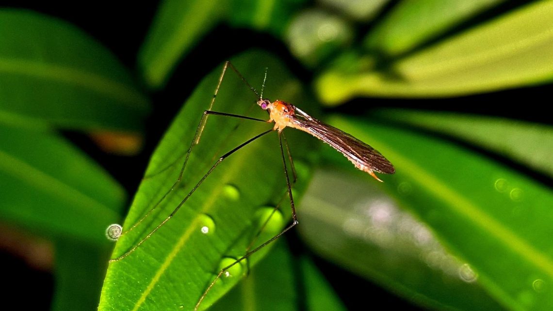 Enfermedades tropicales: ¿Cómo afectan a la fertilidad o al embarazo?