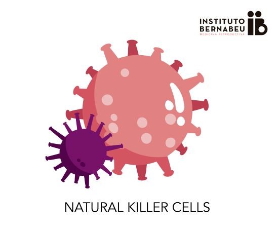 Células natural killers (NK) y la implantación del embrión