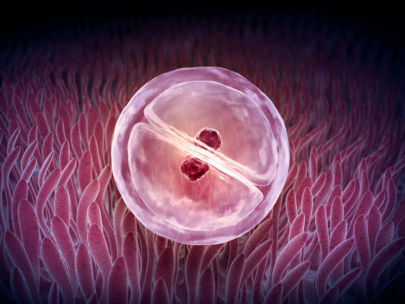 Embriones frescos o congelados: Efecto en el embarazo evolutivo