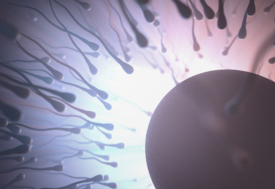 Ovocitos: Tipos y capacidad de desarrollo embrionario