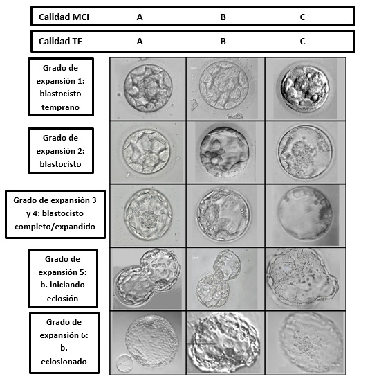 Embryo in der Blastozyste: Typen und Klassifizierung nach Qualität - Instituto Bernabeu
