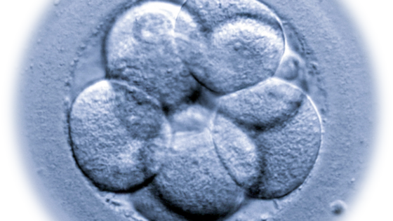 What are microRNA and what impact do they have on embryo implantation?