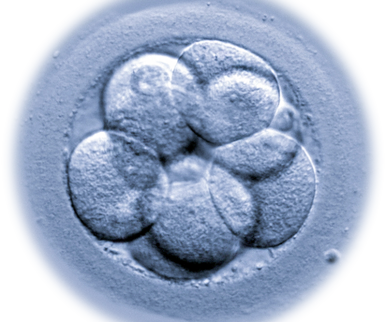 What are microRNA and what impact do they have on embryo implantation?