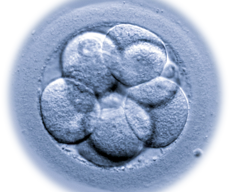 Que sont les Micro ARN? Et leur influence sur l’implantation?