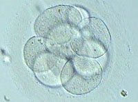 NEW TOOL TO INCREASE PREGNANCY RATES: The study of the substances which give nutrition to and produce the embryo in its first few days of development