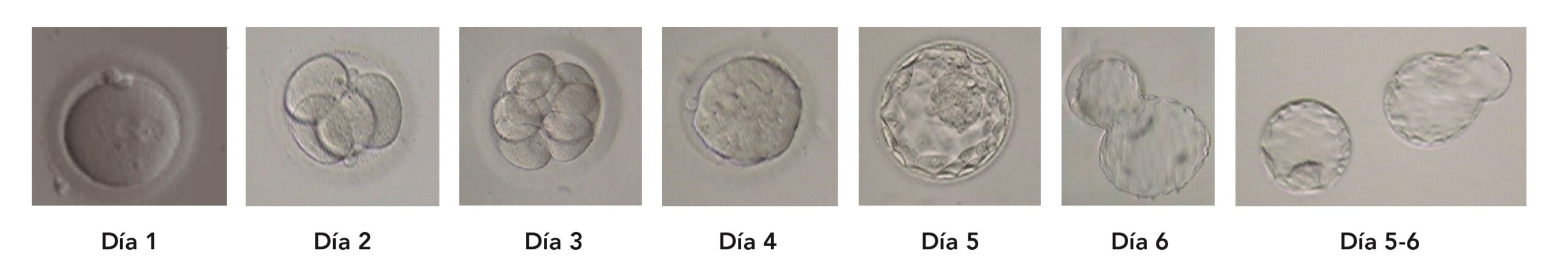 Kriterien für die Klassifizierung der Embryonen