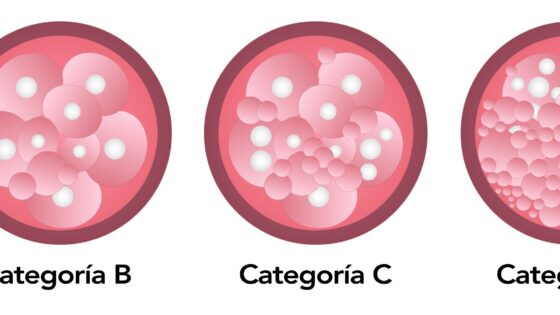 Critères pour la classification des embryons