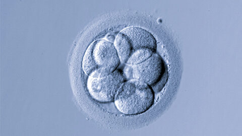 Assisted reproduction