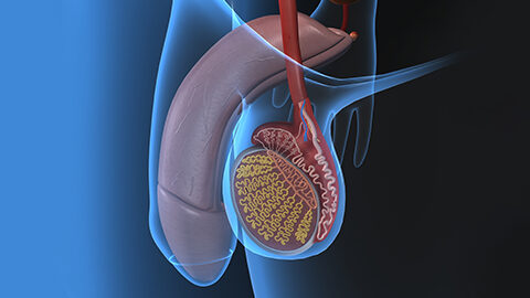 Andrology and urology