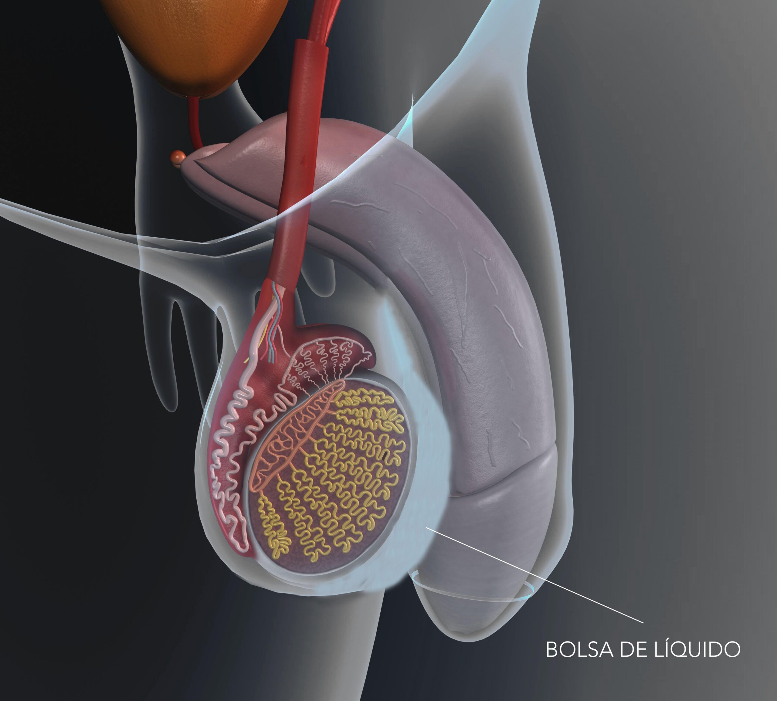 Douleur aux testicules : comment reconnaître un testicule malade