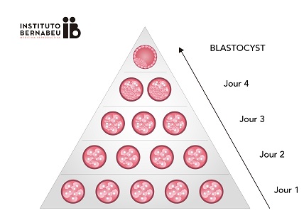 Critères pour la classification des embryons - Instituto Bernabeu