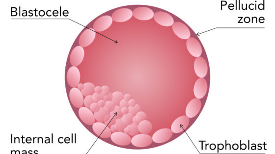 Blastocyst embryo: What it is, advantages, types and classification according to its quality