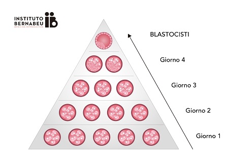 Criteri per la classificazione degli embrioni - Instituto Bernabeu