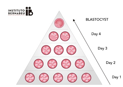 Criteria for embryo classification - Instituto Bernabeu