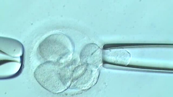 What does embryo biopsy involve?