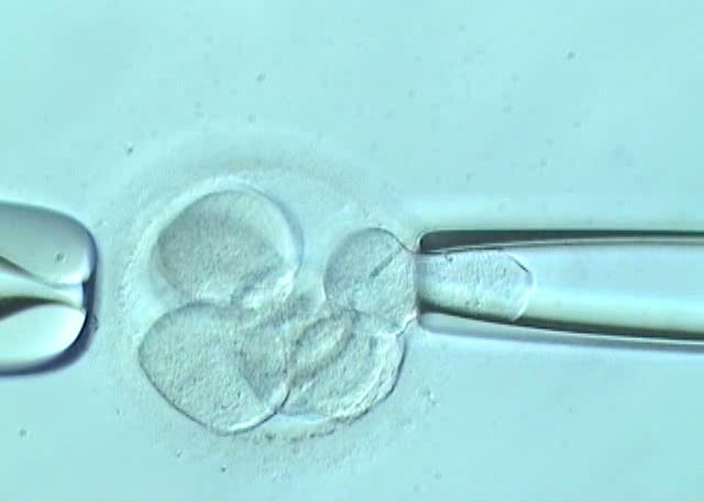 What does embryo biopsy involve?