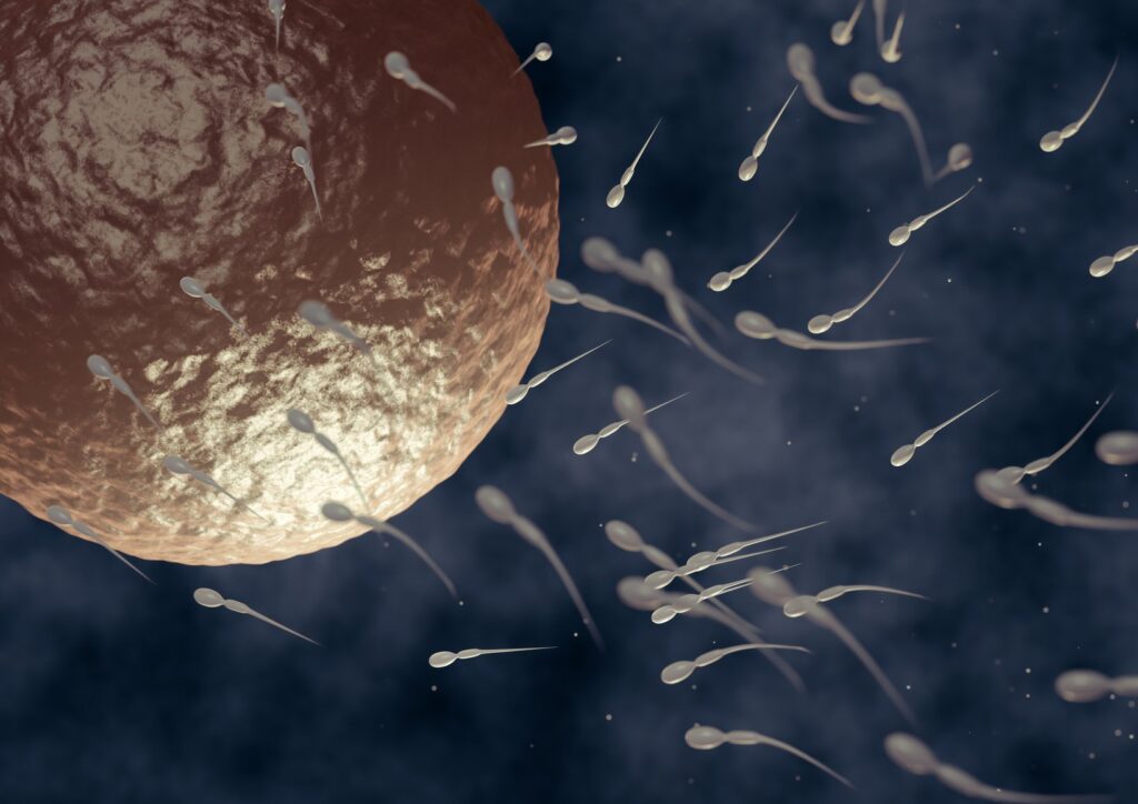 Was ist die Spermatogenese? - Instituto Bernabeu