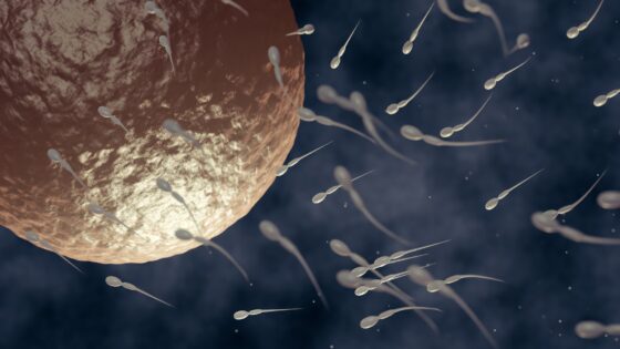 Cos’è la spermatogenesi?
