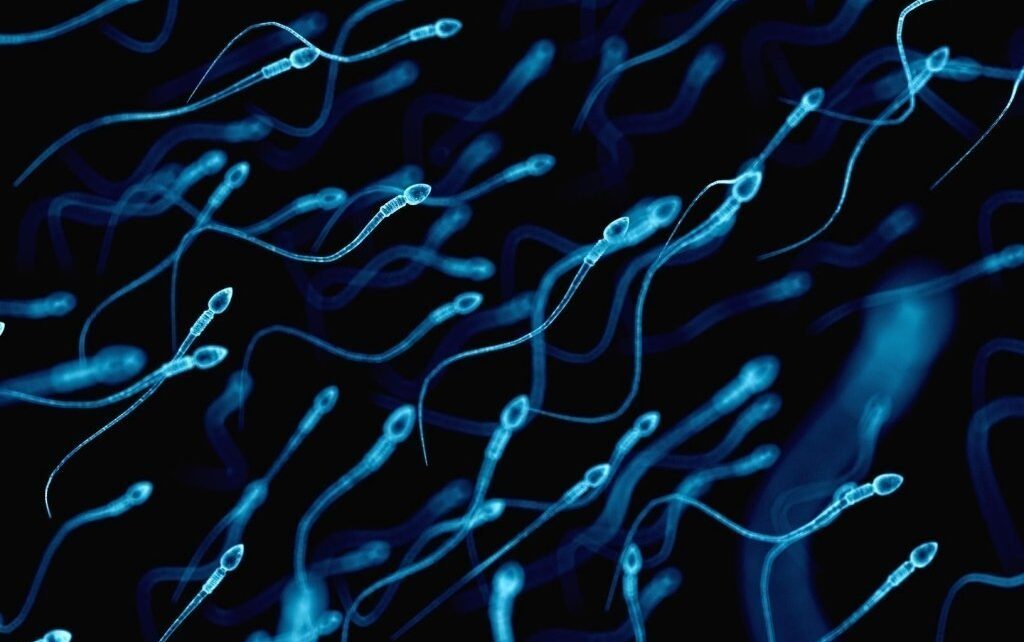 Dieta con antiossidanti nell’ uomo e miglioramento della fertilità