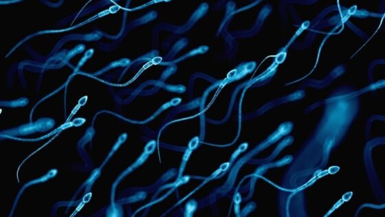 Dieta con antiossidanti nell’ uomo e miglioramento della fertilità