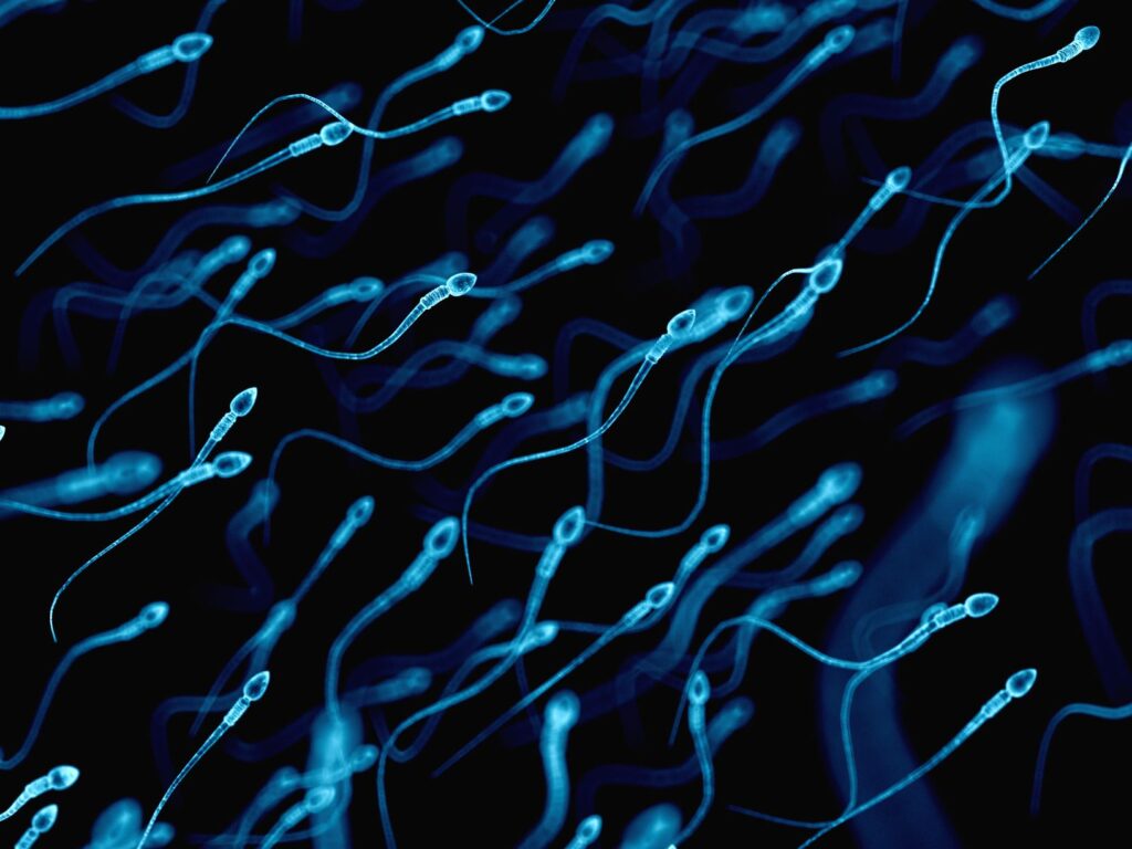Semen quality parameters according to the World Health Organisation (WHO) - Instituto Bernabeu