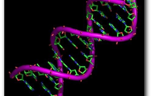 NUEVAS ASISTENCIAS GENÉTICAS DE IB BIOTECH