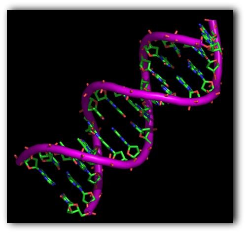 NEW GENETIC SERVICES FROM IB BIOTECH