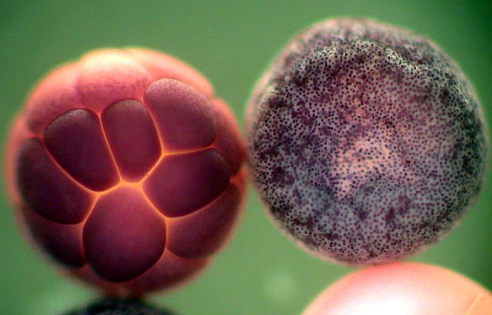 Theoretisch-praktischer Intensivkurs über Stammzellen und klinische Humanembryologie