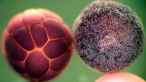 Theoretisch-praktischer Intensivkurs über Stammzellen und klinische Humanembryologie