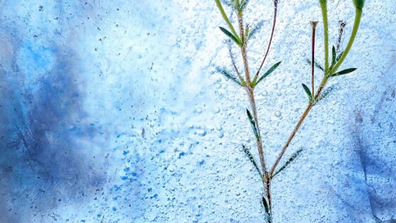 Congelación de tejido ovárico. Preservación de la fertilidad en la paciente oncológica