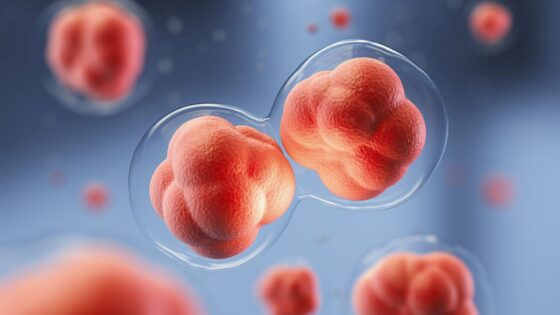 Normal and abnormal embryo division