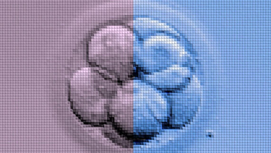 Is there a difference in the embryo developing according to gender?