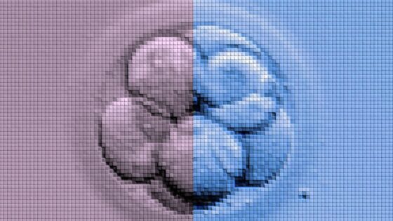 Gibt es einen Unterschied in der embryonalen Entwicklung je nach Geschlecht?