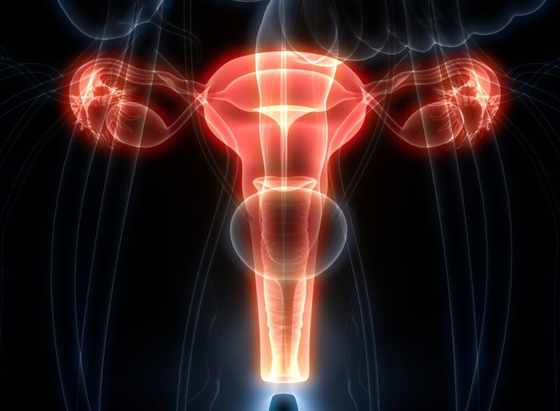 Was ist das Endometrium?