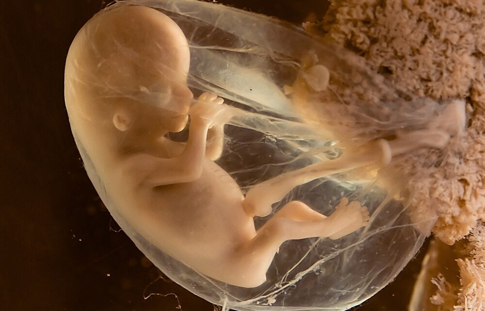 Immunologie de la reproduction: ce que c’est, les causes, le traitement et comment cela peut affecter la réussite de la grossesse