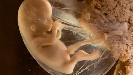 Immunologie de la reproduction: ce que c’est, les causes, le traitement et comment cela peut affecter la réussite de la grossesse