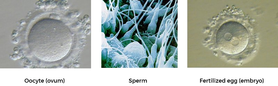 What are ovarian follicles? Number, growth and other characteristics