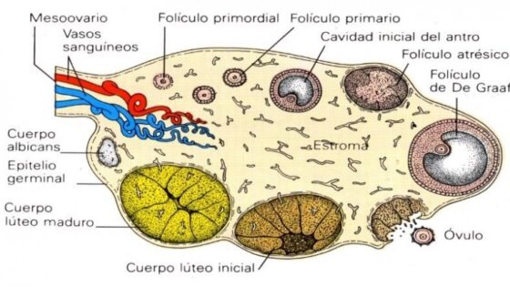 Cos’è il corpo luteo?