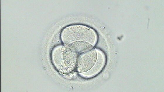 Primer estudio de análisis de la calidad de los embriones asociado a la aparición de defectos congénitos