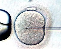 Curso para técnicos de laboratorio en Reproducción Asistida