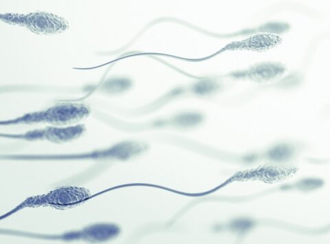 Seminal culture: sperm culture